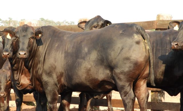 novilha cruzamento angus