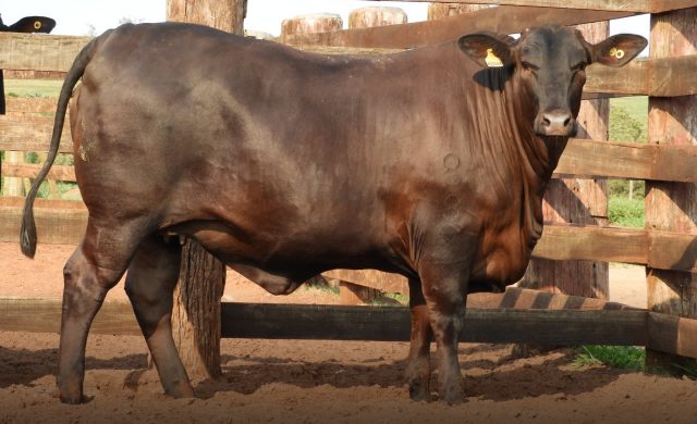 novilha angus