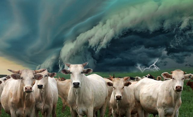 tempestade gado boi