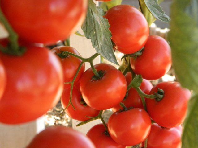 tomate vermelho