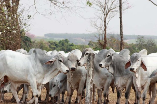 tourinhos da raca tabapua