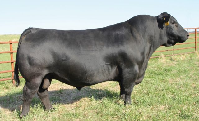 touro Angus SAV Resource1