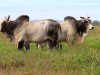 touros nelore da agropecuaria jacarezinho
