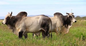 touros nelore da agropecuaria jacarezinho