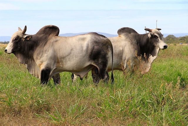 touros nelore da agropecuaria jacarezinho 2 touros nelore da agropecuaria jacarezinho