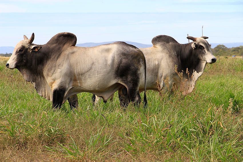 touros nelore da agropecuaria jacarezinho