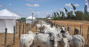 touros nelore da agropecuaria jacarezinho