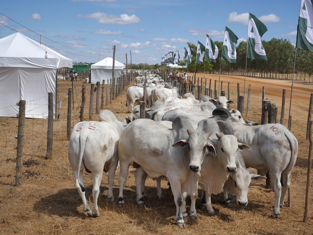 touros nelore da agropecuaria jacarezinho