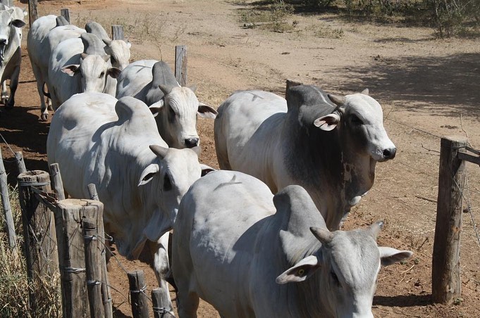 touros nelore da agropecuaria jacarezinho