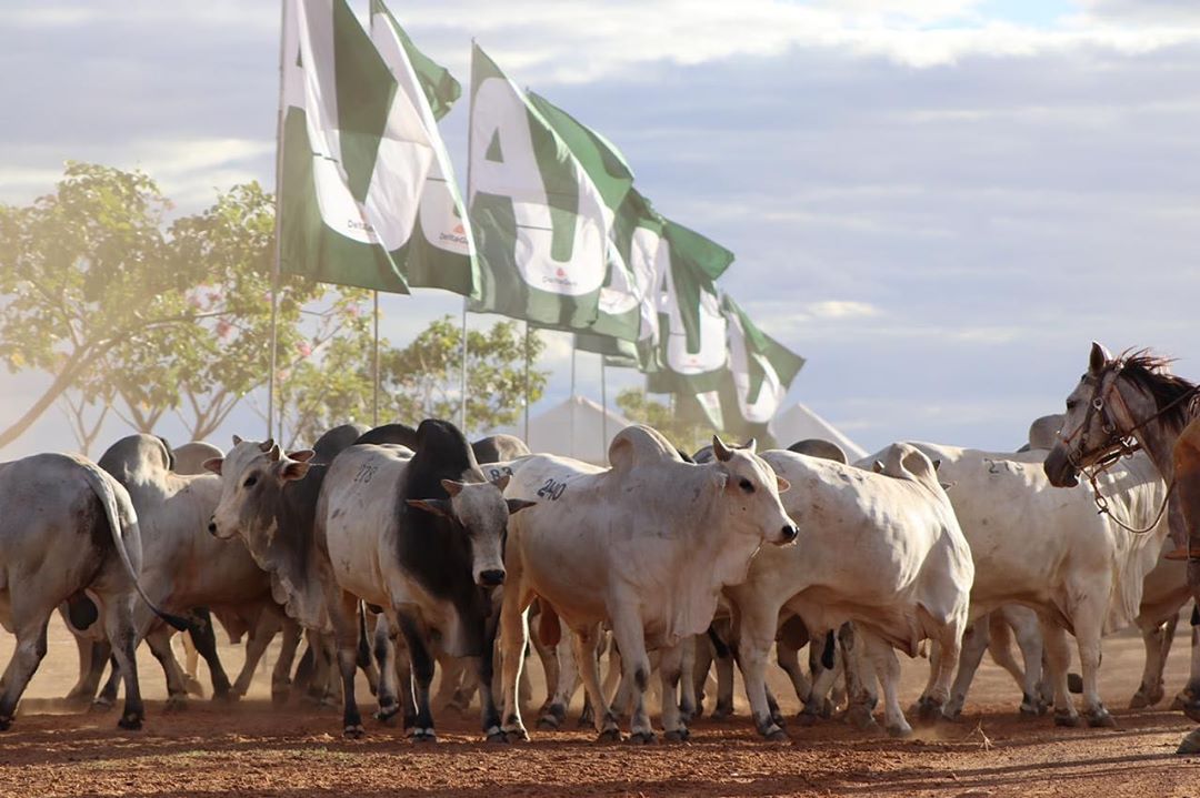 touros nelore da agropecuaria jacarezinho