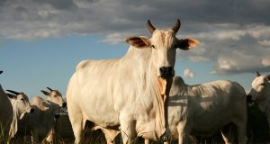 Protocolos hormonais para vacas de corte: qual é o ideal para o seu rebanho?