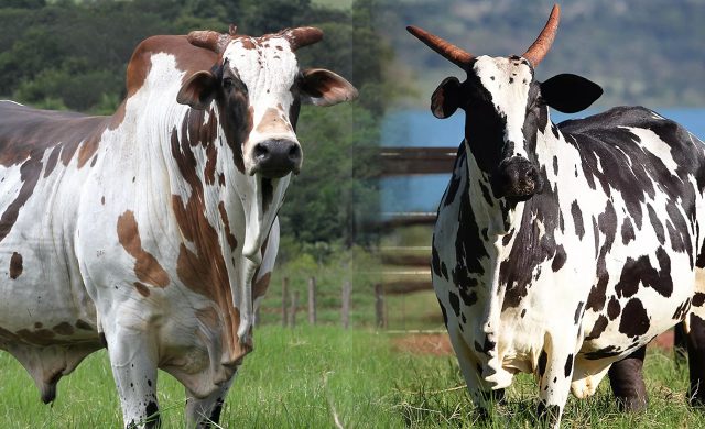 Carne mais macia depende do touro ou da vaca
