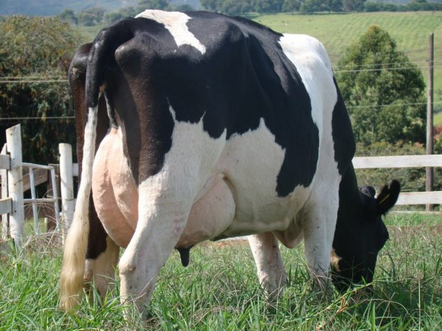 pecuaristas deixaram atividade