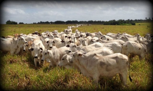 custos-de-producao-pecuaria-de-corte-2018-reposicao