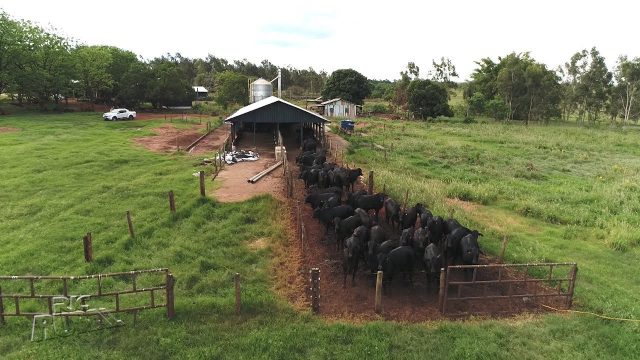 fazenda referência em pecuária moderna