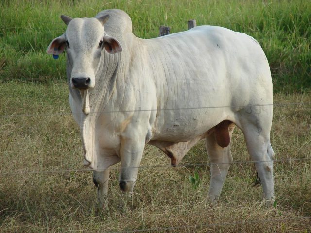 gado-de-corte