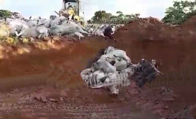 gado morre afogado e eletrocutado