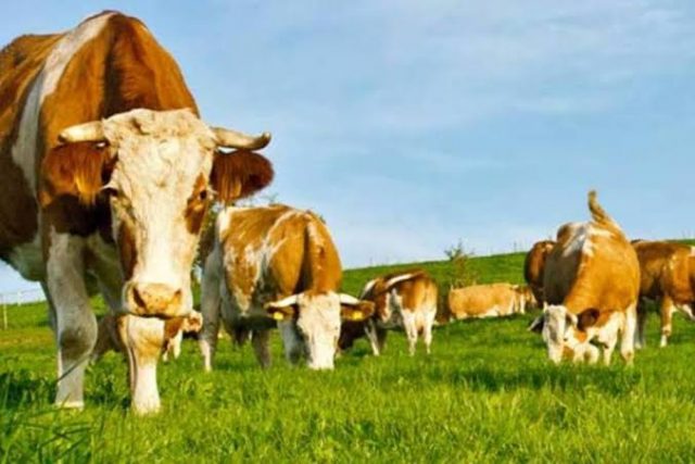 a vaca não tem culpa