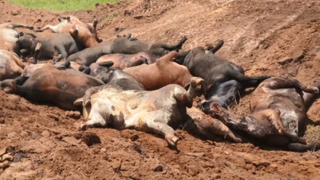 nota-coberta-morte-gado-27-12-19-.mov-snapshot-00.34-2019.12.27-18.10.56--e1577541212234