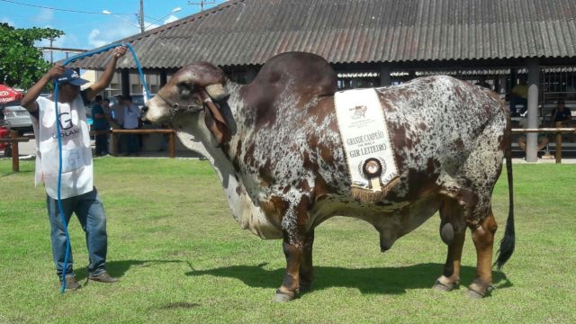 Absoluto FIV da Nova