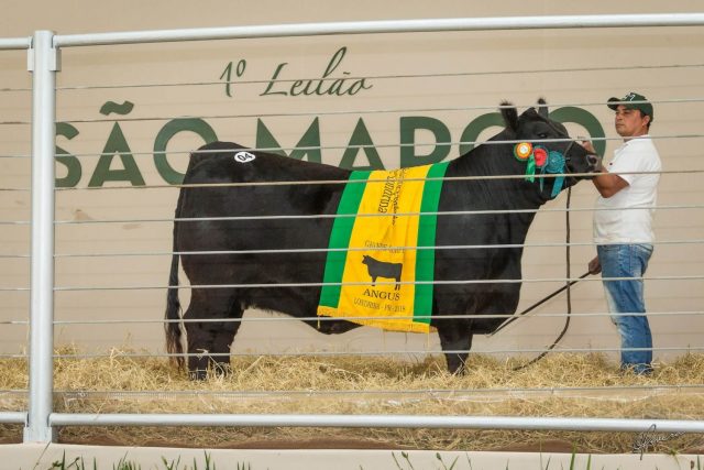 red_-gro_9072-leilao_fazenda_sao_marco_2019_1