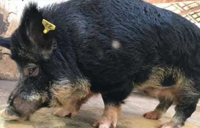javaporcos