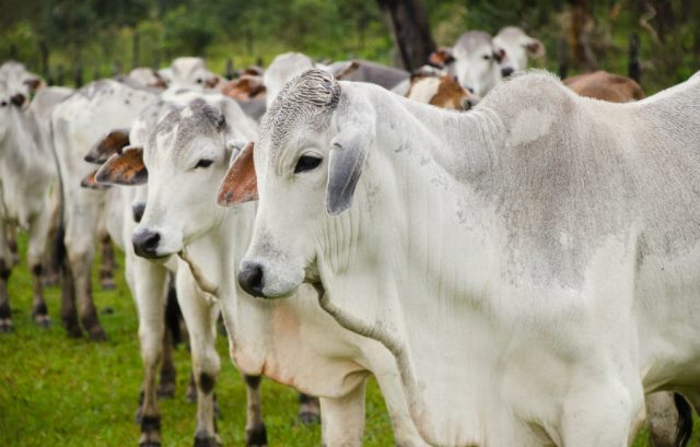 Como ter lucro com pecuária em pequenas áreas