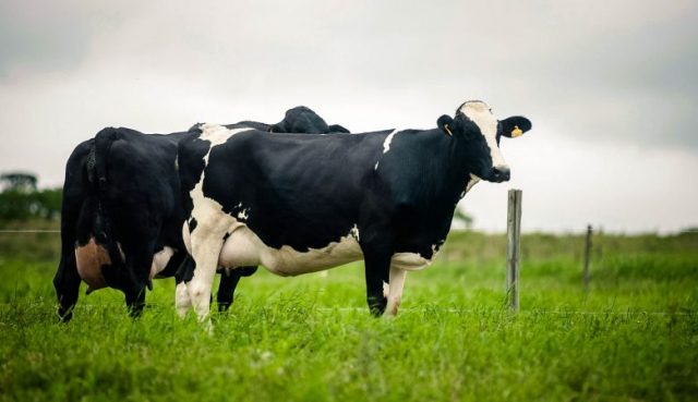 como funciona produção de leite orgânico