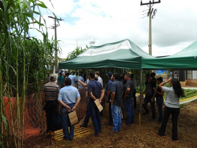 Área com o sorgo gigante vira