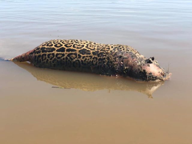 onça é encontrada morta com sete tiros