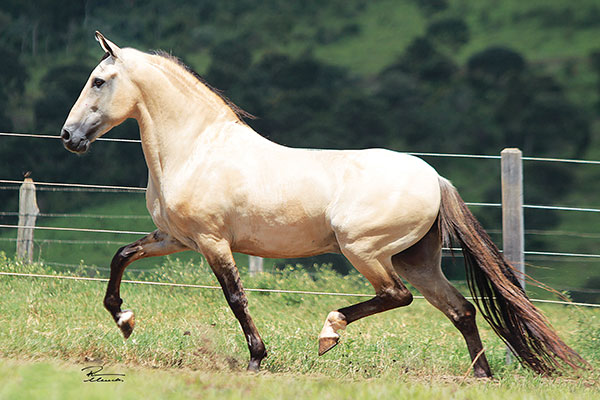 Capim mata éguas em Minas Gerais — CompreRural