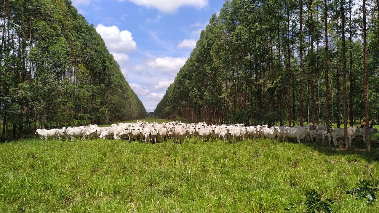 Fazenda Campina CV Nelore Mocho