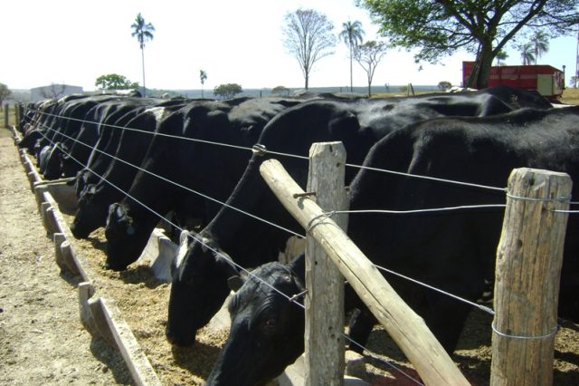 silagem de capiaçu