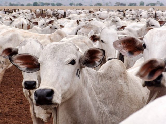 PERÍODO DE ENTRESSAFRA PREJUDICA A PRODUTIVIDADE DO REBANHO