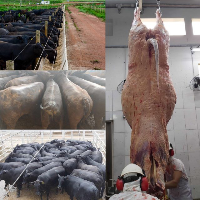 LOTE NOVILHAS ANGUS VFL BRASIL