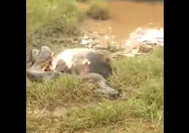 Vídeo mostra Sucuri gigante atacando um boi, confira!