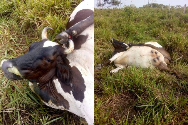 Vaca morre de maneira quase impossível, imagens fortes!