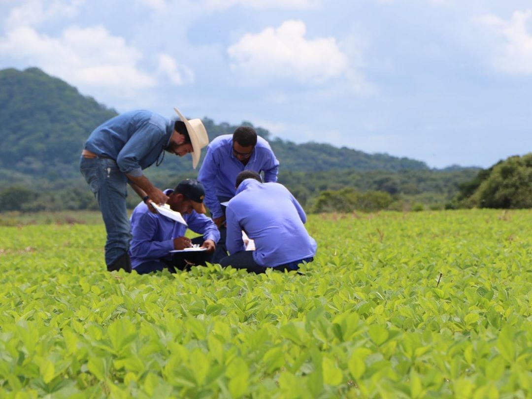 agricultura soja visita em lavoura homens agronomos