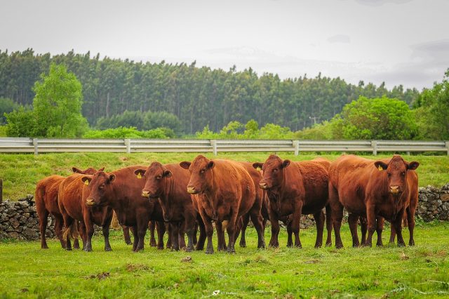 animais da raca devon