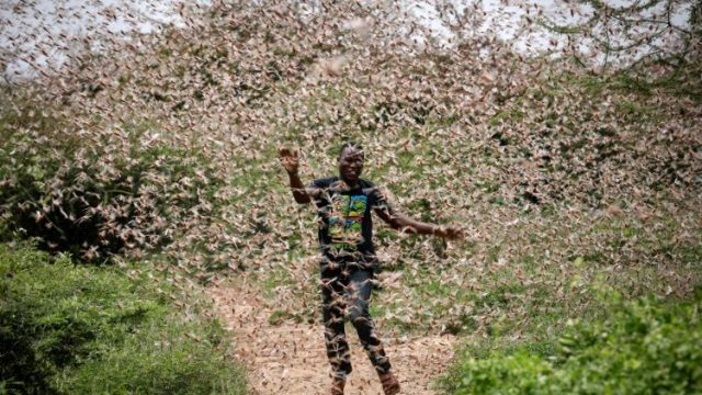 Ataque de gafanhotos na África é situação sem precedentes, avalia a FAO