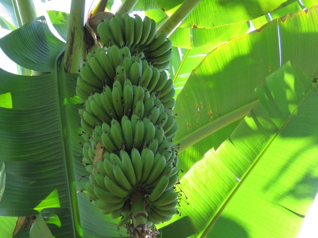 cultivar de banana BRS SCS Belluna