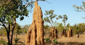 Cupinzeiros no pasto: É possível eliminar a praga definitivamente?