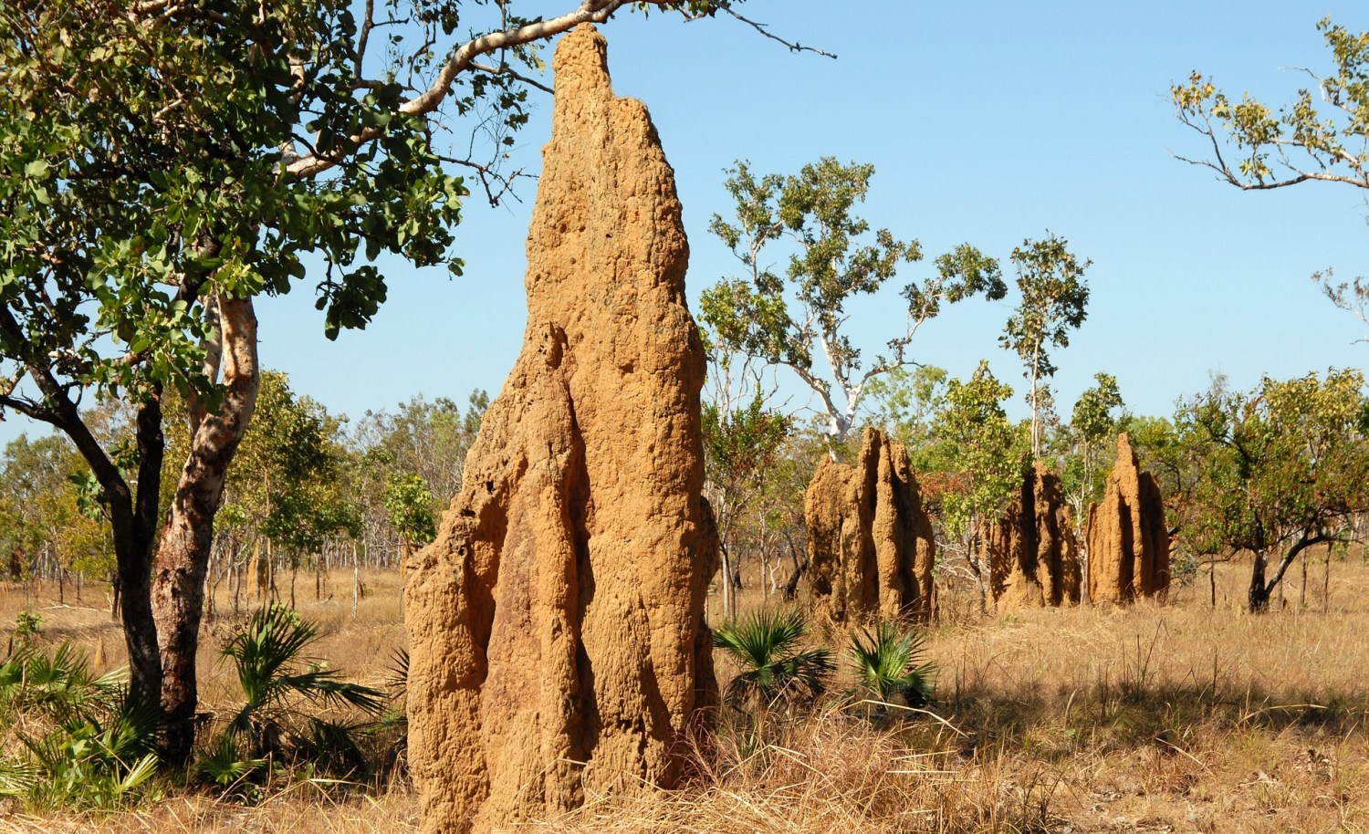 Cupinzeiros no pasto: É possível eliminar a praga definitivamente?