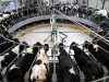 leite: brasileiros atingem padrão europeu de produção