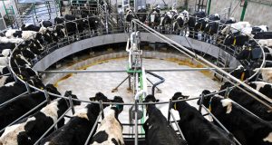 leite: brasileiros atingem padrão europeu de produção