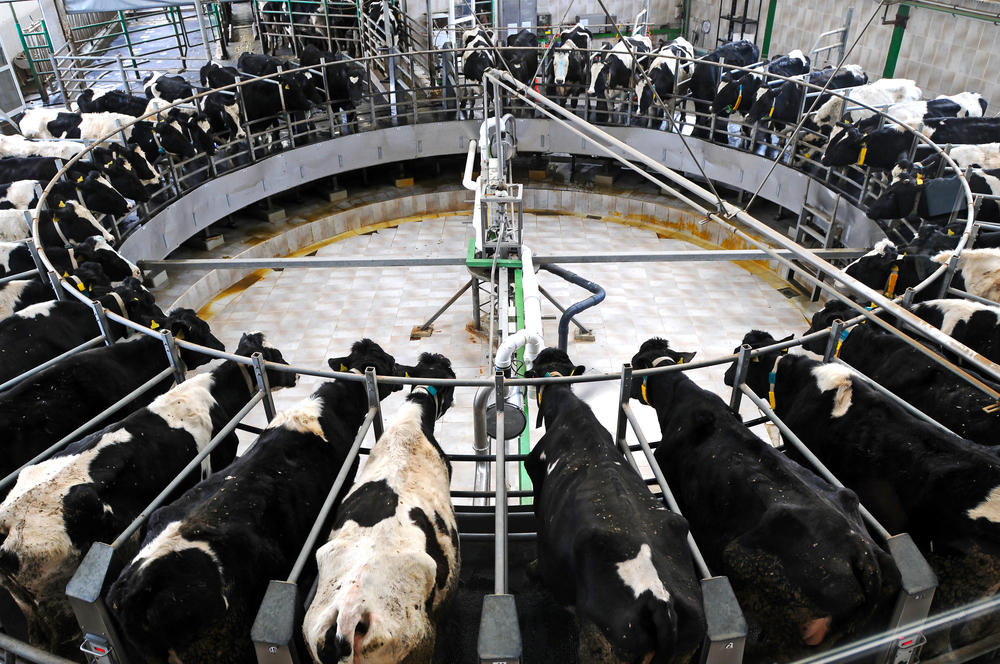 leite: brasileiros atingem padrão europeu de produção