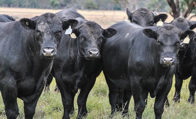 docilidade da raca angus
