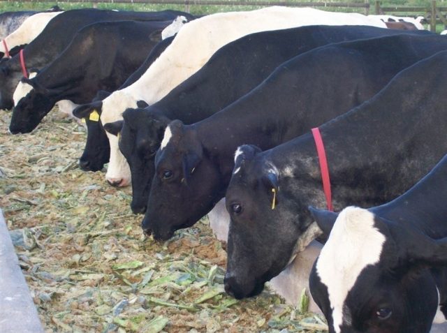 palma forrageira na alimentação do gado