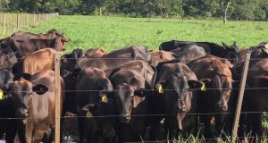 gado angus fazenda periquitos