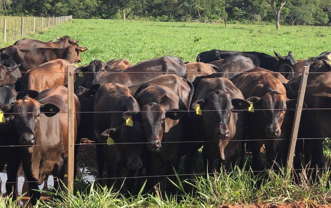 gado angus fazenda periquitos